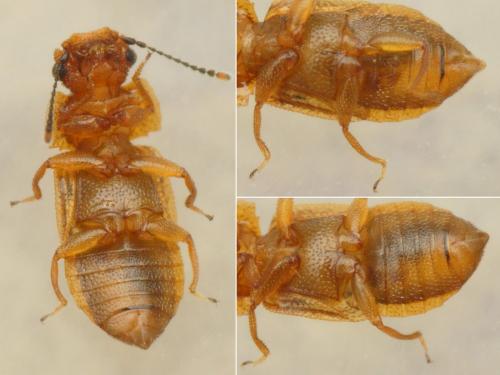 Réf. 201 319 : Metopsia clypeata